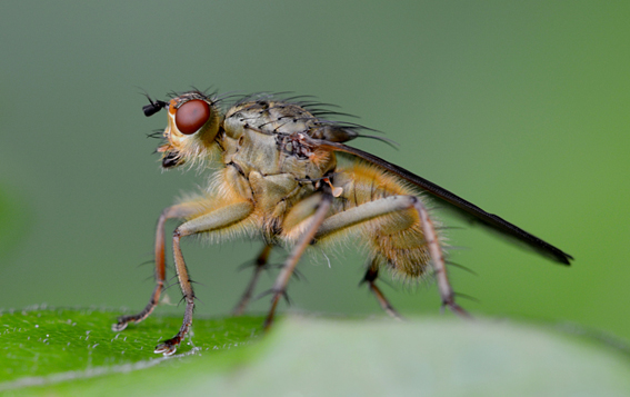 Scathophagidae: Scathophaga stercoraria