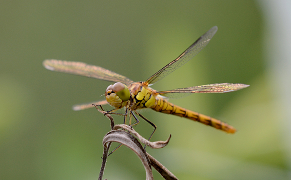 Libellula da det