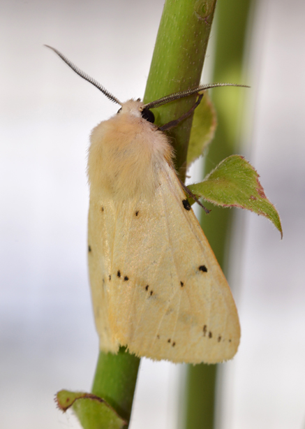 Farfalla da identificare - Spilosoma luteum, Erebidae Arctiinae