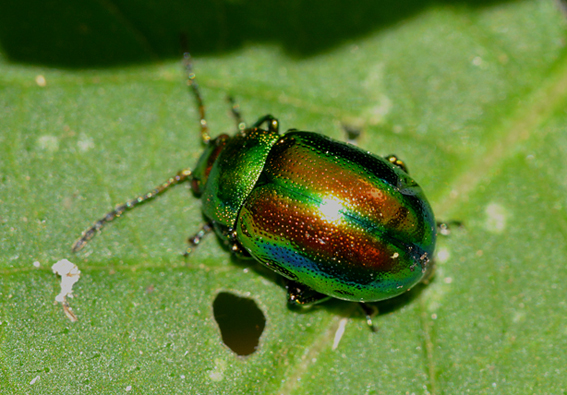 Chrysomelidae: Chrysolina fastuosa