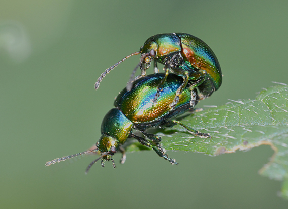 Chrysomelidae: Chrysolina fastuosa