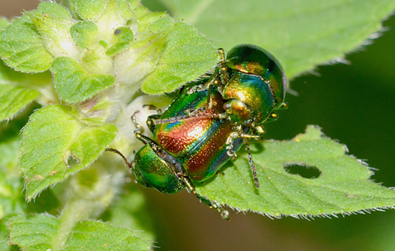 Chrysomelidae: Chrysolina fastuosa