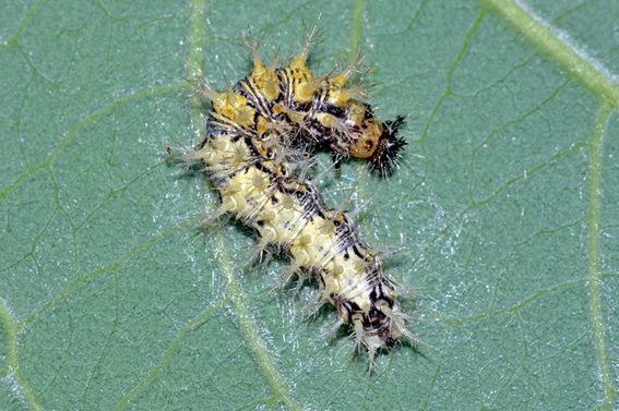 Richiesta ID bruco - Polygonia c-album, Nymphalidae