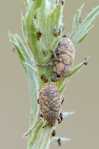 Curculionidae:  Larinus obtusus