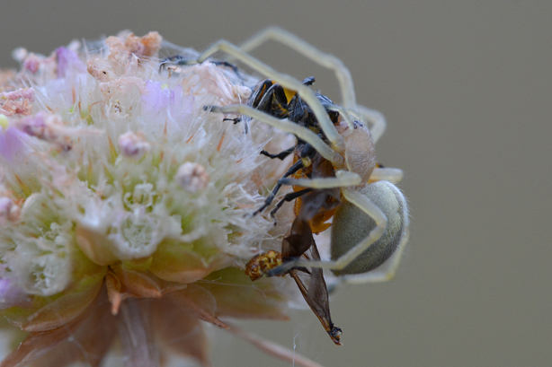 Cheiracanthium sp. - Vigevano (PV)