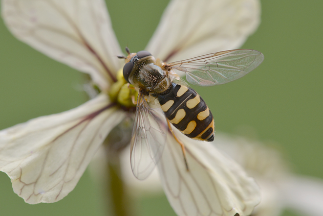 Syrphidae: Eupeodes corollae, femmina