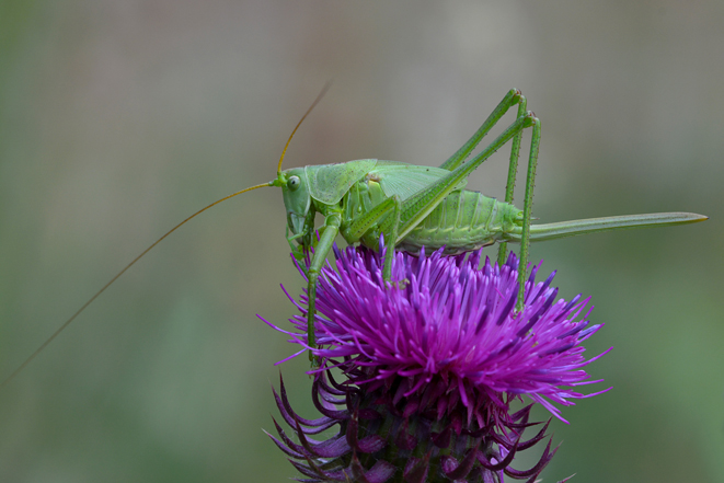 Ninfa di Tettigonia viridissima, femmina