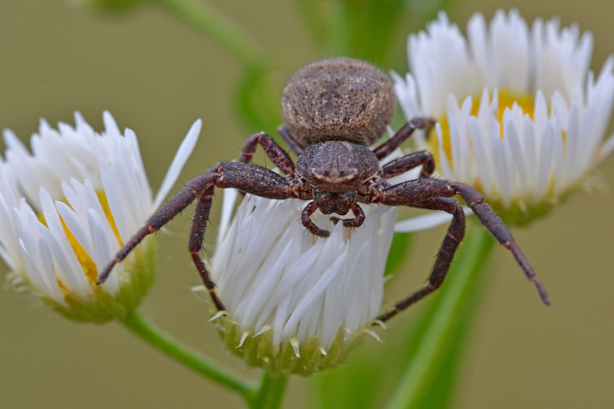 Xysticus sp. - Vigevano (PV)