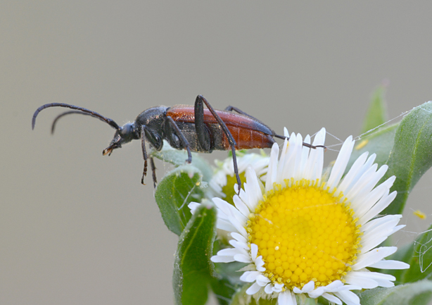 Cerambycidae:  Stenurella bifasciata ?  S !