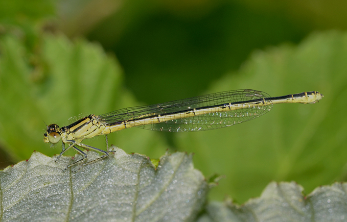 Coenagrionidae: Erythromma lindenii,  femmina