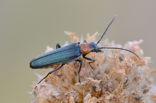 femmina di Anogcodes ruficollis, Oedemeridae