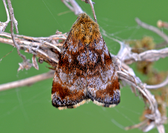 Farfallina da determinare - Panemeria tenebrata, Noctuidae