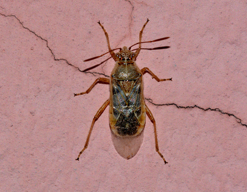 Rhopalidae: Liorhyssus hyalinus