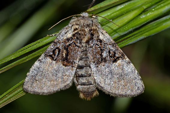 Richiesta ID farfalla - Colocasia coryli, Noctuidae