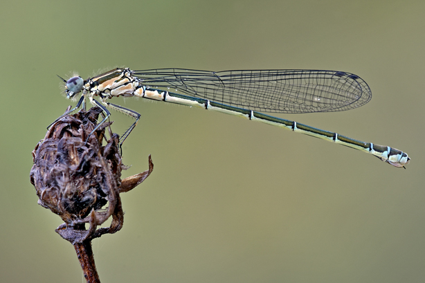 ID libellula - Coenagrion puella