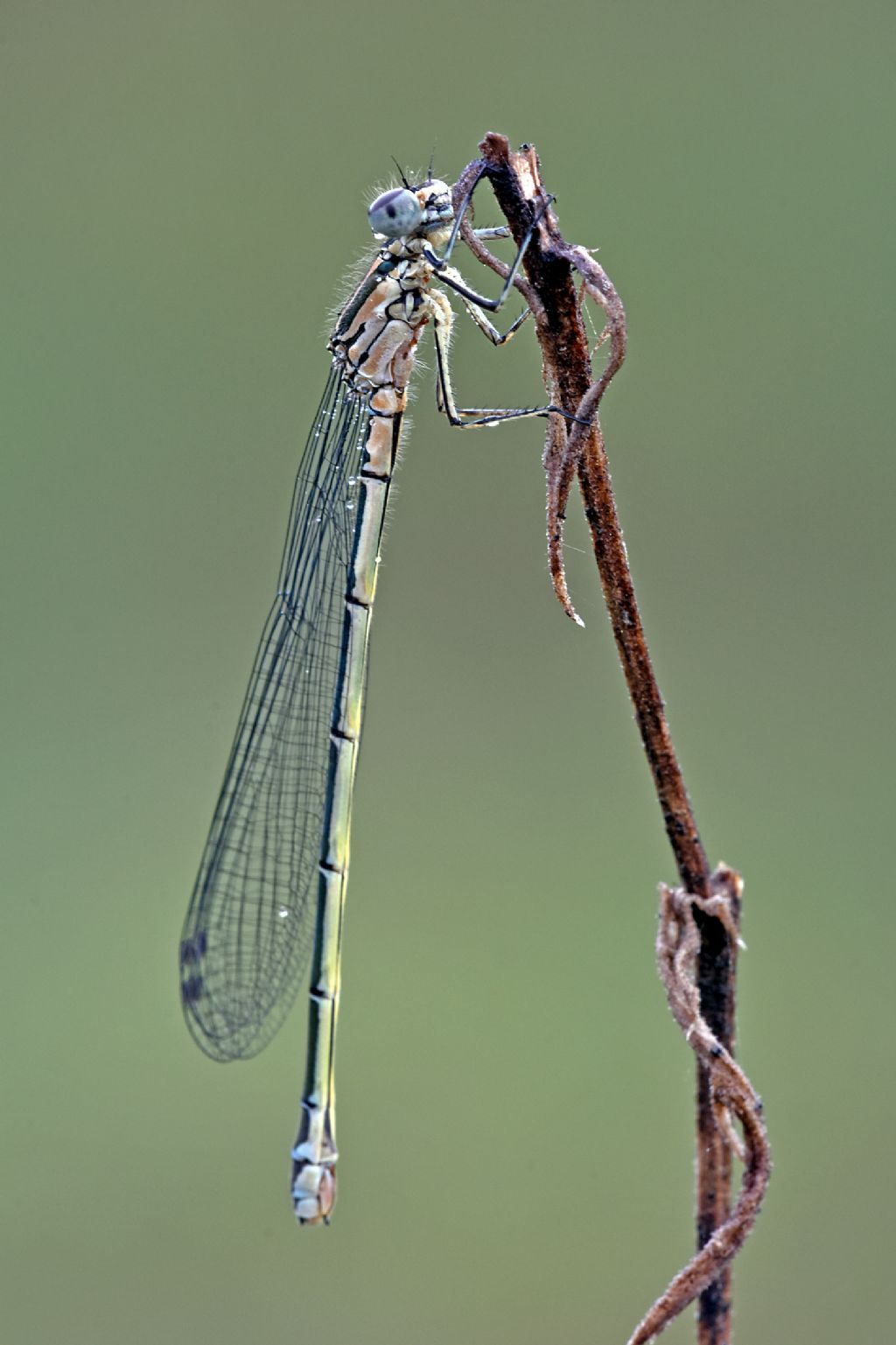 ID libellula - Coenagrion puella