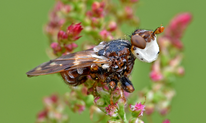 Identificazione Conopidae:  Myopa cfr. buccata