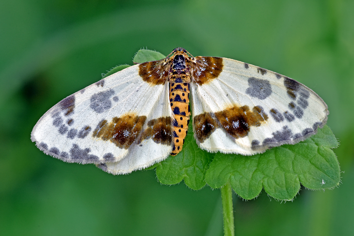 Da determinare: Abraxas (Calospilos) sylvata - Geometridae