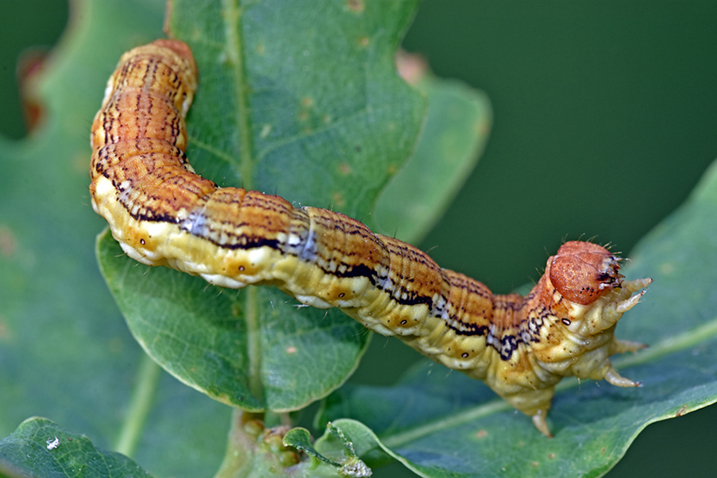 ID bruco: Erannis defoliaria - Geometridae