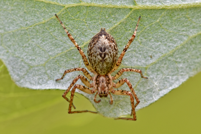 Anyphaena cfr accentuata - Molino d''Isella (PV)