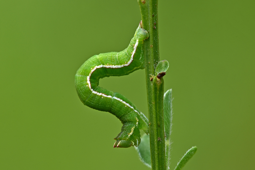 ID bruco: Pseudoterpna pruinata - Geometridae