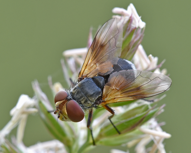 Ectophasia sp. (Tachinidae) femmina