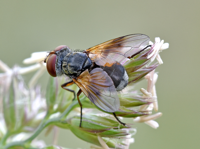 Ectophasia sp. (Tachinidae) femmina