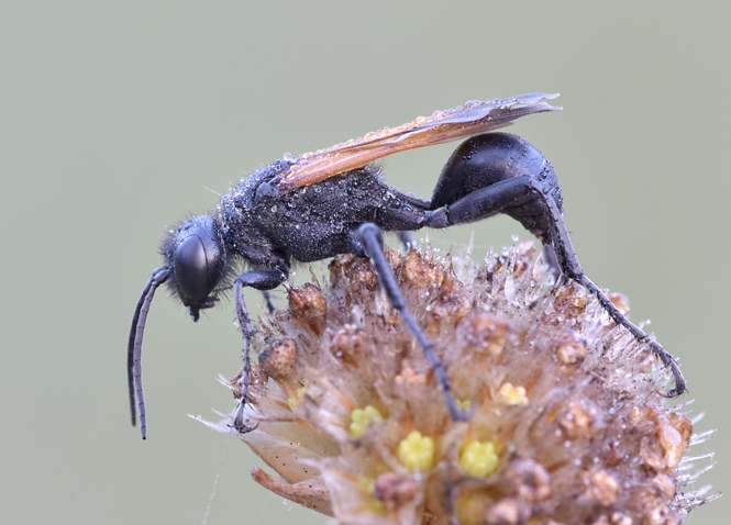 Sphecidae: Prionyx subfuscatus, maschio.