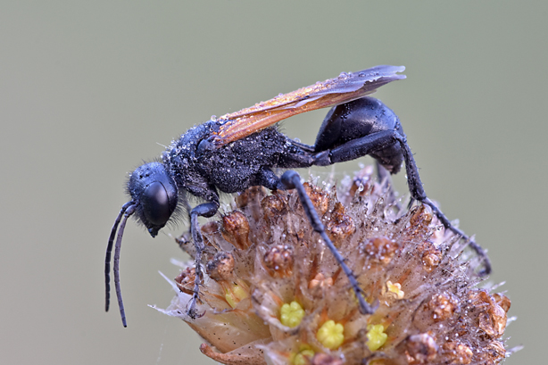 Sphecidae: Prionyx subfuscatus?? S, maschio.