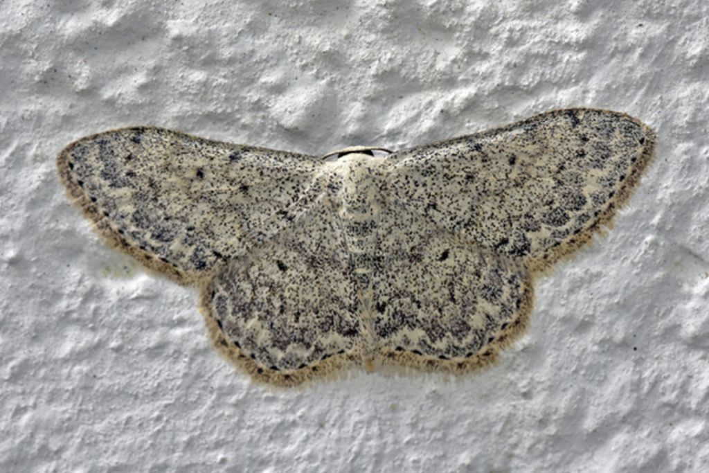 Farfalla notturna da det: Scopula (Calothysanis) marginepunctata - Geometridae