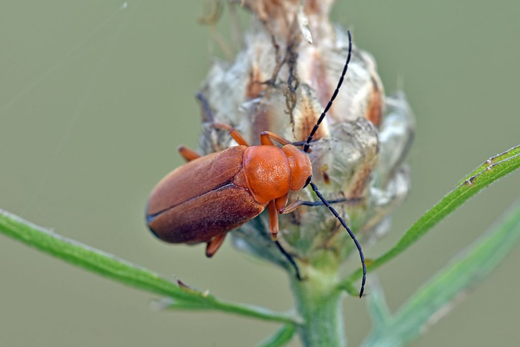 Meloidae: Zonitis flava