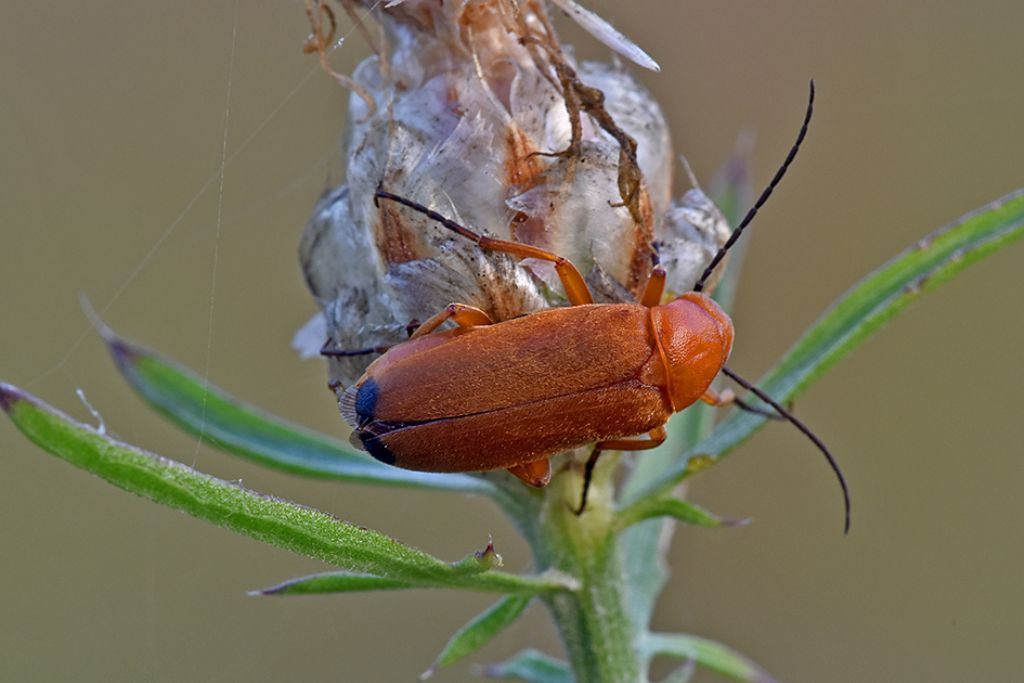 Meloidae: Zonitis flava