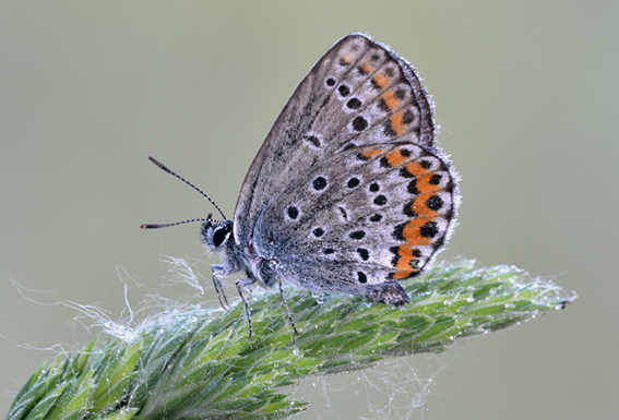 Licenide da det - Plebejus argyrognomon