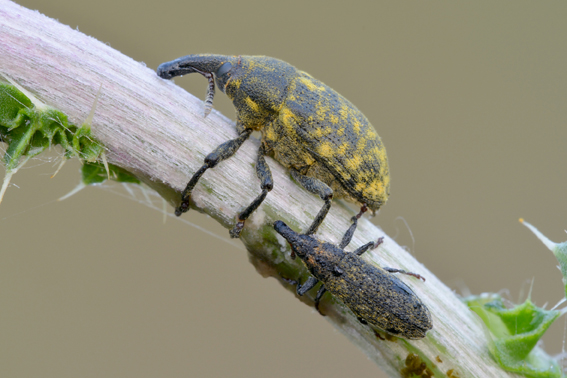 Curculionidae: Larinus (Phyllonomeus) cfr. iaceae e Lixus (Epimeces) cardui