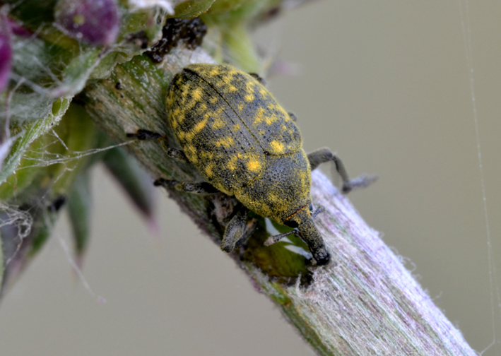 Curculionidae: Larinus (Phyllonomeus) cfr. iaceae e Lixus (Epimeces) cardui