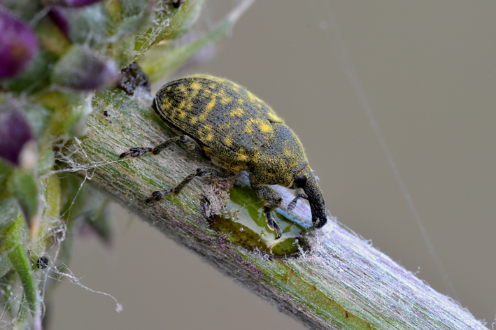 Curculionidae: Larinus (Phyllonomeus) cfr. iaceae e Lixus (Epimeces) cardui