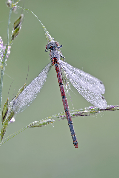 Libellula da det