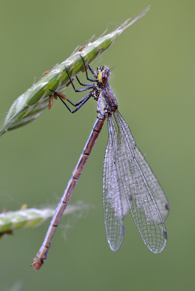 Libellula da det