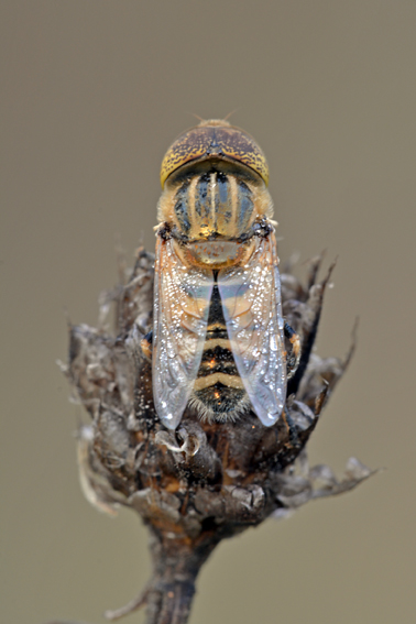 Eristalinus ??  S,  Eristalinus megacephalus