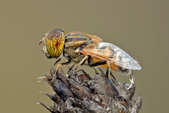 Eristalinus ??  S,  Eristalinus megacephalus