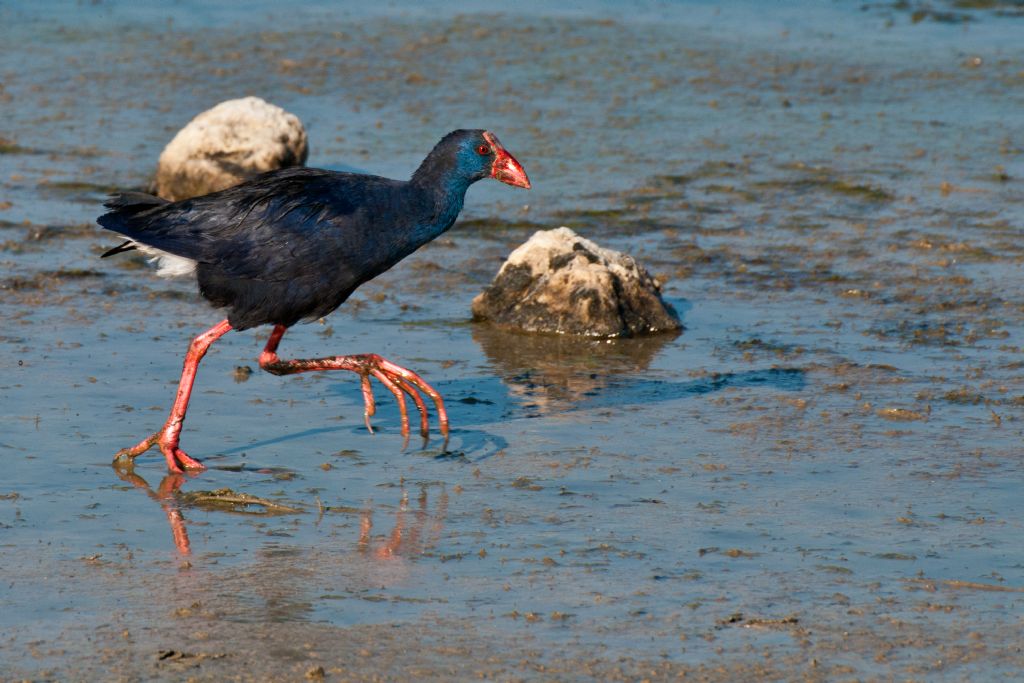 Pollo Sultano (Porphyrio porphyrio)