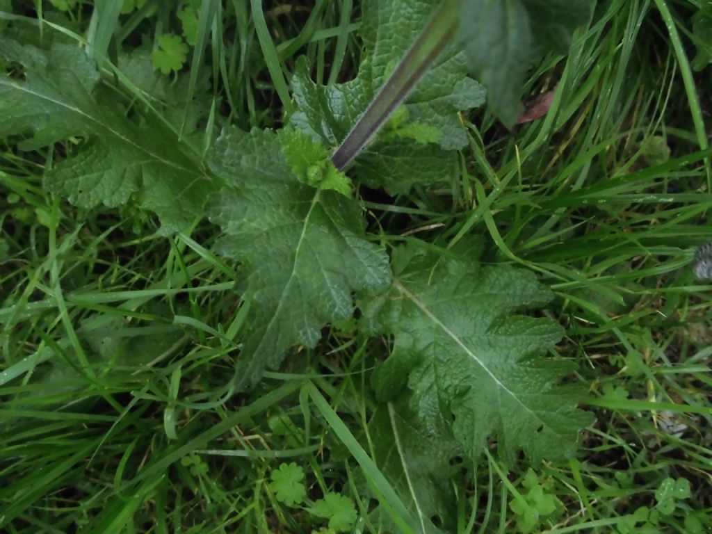 Salvia cfr. verbenaca