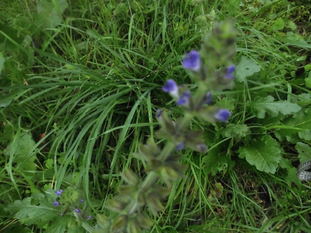 Salvia cfr. verbenaca