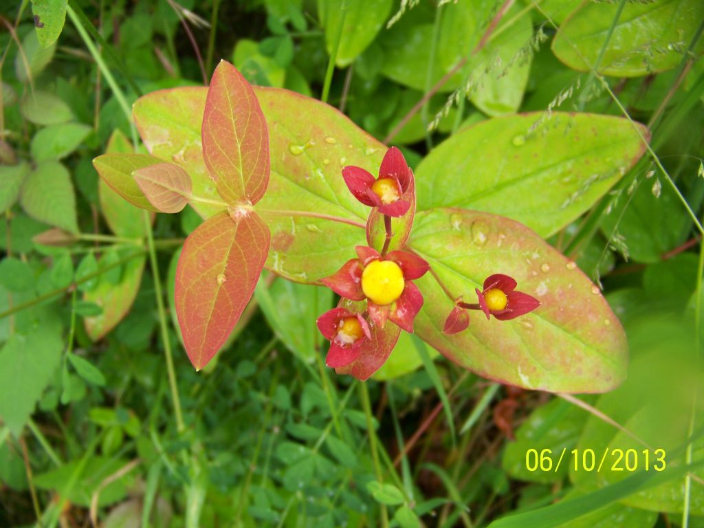 Hypericum androsaemum