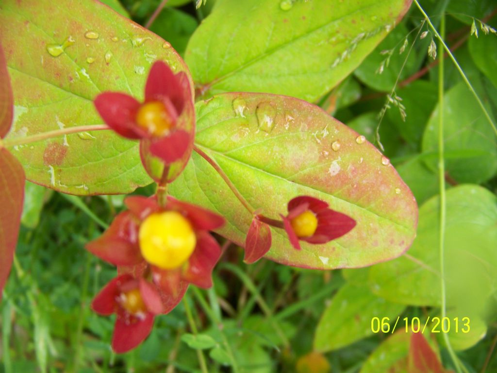 Hypericum androsaemum