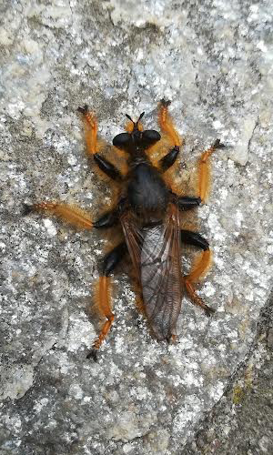 Pogonosoma maroccanum (Asilidae)