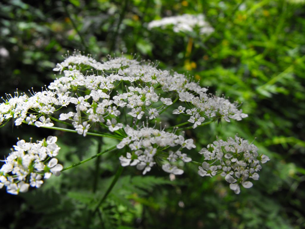 Ombrellifera da identificare - Anthriscus sp.