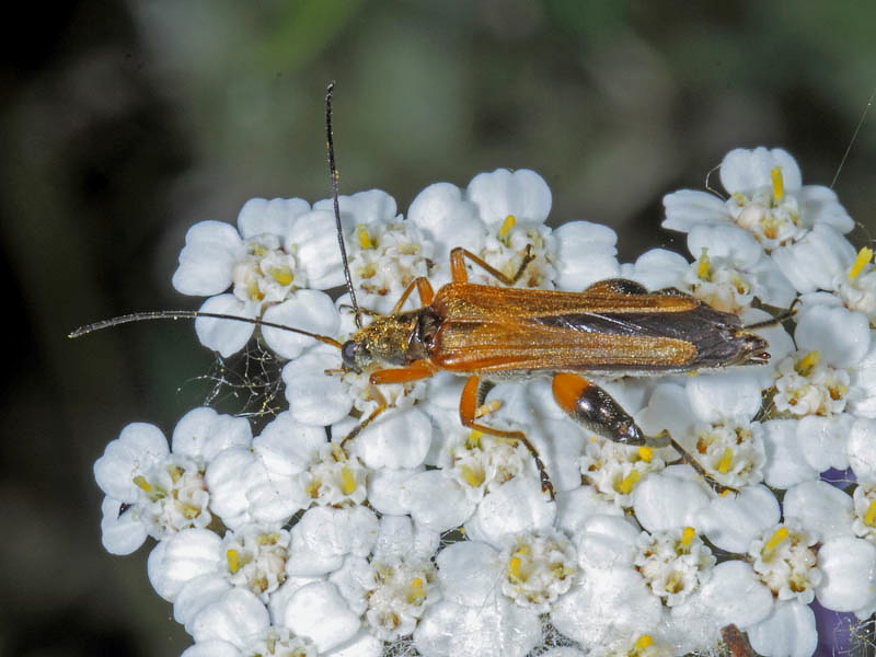 Oedemeridae: Oedemera podagrariae (cf.), maschio
