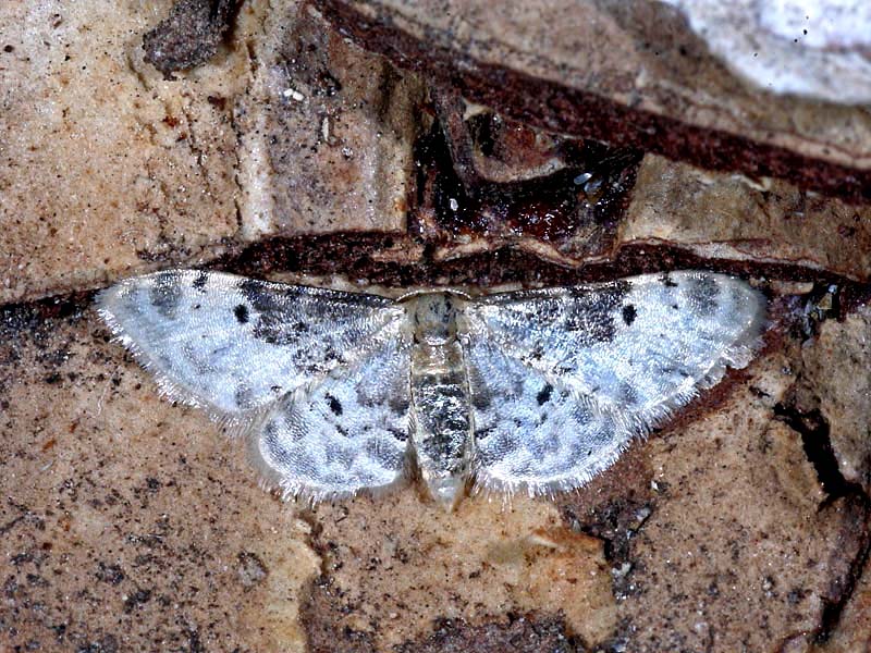 Geometridae da ID: Idaea filicata