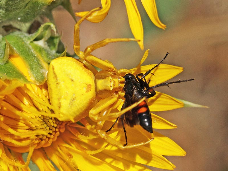 Pompilidae predato da ragno (Thomisus onustus)